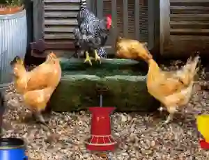 Poultry Farm Easter Escape เกมออนไลน์