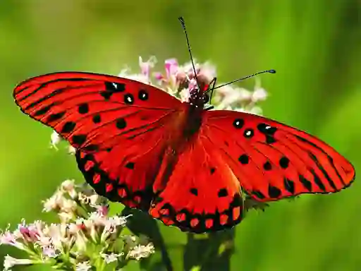 Nature Jigsaw Puzzle Butterfly เกมออนไลน์