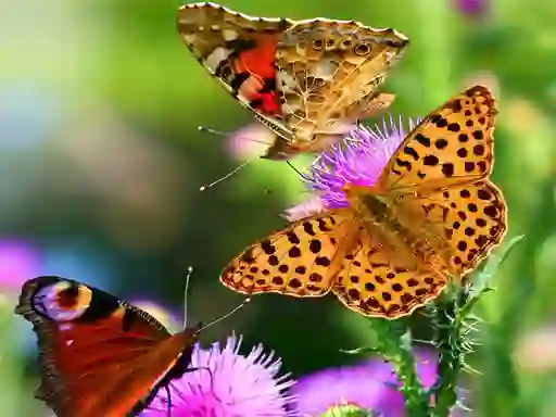 Butterfly Slide เกมออนไลน์