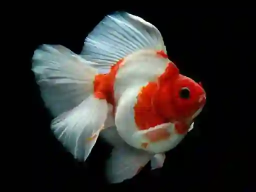 Gold Fish Jigsaw Puzzle เกมออนไลน์