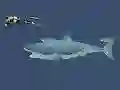Mad Shark เกมออนไลน์