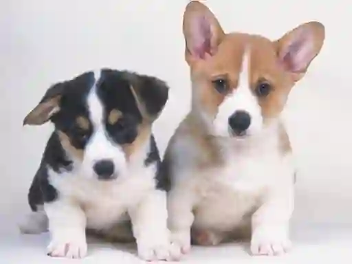 Cute Puppies Puzzle เกมออนไลน์