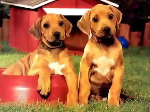 Puppy Pairs Puzzle เกมออนไลน์