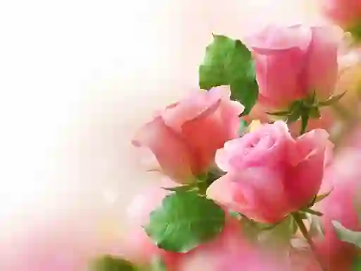 Pink Roses เกมออนไลน์
