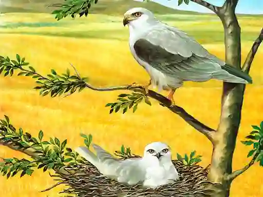 Birds Of Prey Puzzle เกมออนไลน์