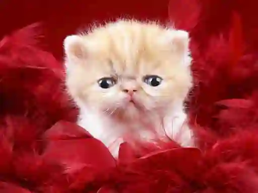 Funny Kitty เกมออนไลน์