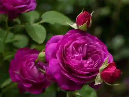 Purple Roses เกมออนไลน์