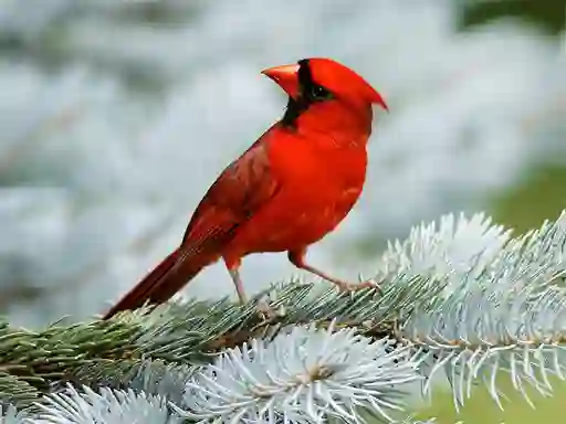 Birds Puzzle เกมออนไลน์