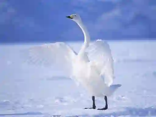 Graceful Swans เกมออนไลน์