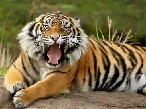 Animals Jigsaw Puzzle Tiger เกมออนไลน์