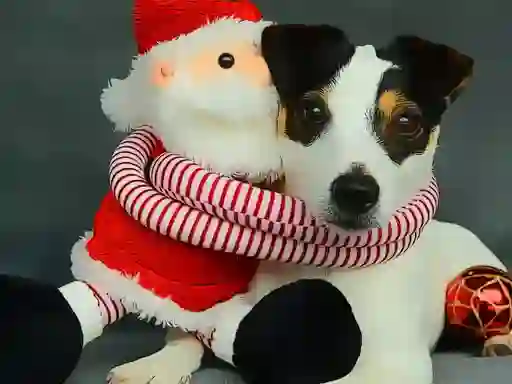 Funny Christmas Dogs เกมออนไลน์