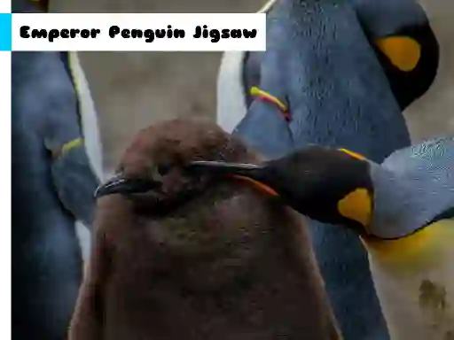Emperor Penguin Jigsaw เกมออนไลน์