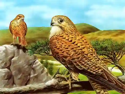 Birds of Prey Slide เกมออนไลน์