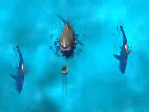 Avoid the Sharks เกมออนไลน์