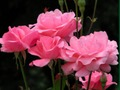 กุหลาบสีชมพู เกมออนไลน์