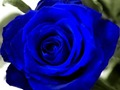 กุหลาบสีน้ำเงิน เกมออนไลน์