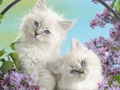 แมวน่าขำ เกมออนไลน์