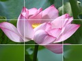 ดอกบัว เกมออนไลน์