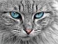 จิ๊กซอว์ของ Cat Eye  เกมออนไลน์