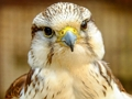 จิ๊กซอว์ Gyrfalcon  เกมออนไลน์