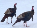 จิ๊กซอว์ไก่งวงป่า  เกมออนไลน์