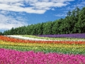 จิ๊กซอว์สวนดอกไม้สีสันสดใส  เกมออนไลน์