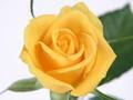 กุหลาบสีเหลือง เกมออนไลน์