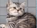Picpu Cat เกมออนไลน์