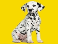 ปริศนาจิ๊กซอว์ Phantom Pups  เกมออนไลน์