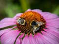 จิ๊กซอว์ Coneflower สีม่วง  เกมออนไลน์