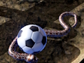 เครื่องจำลองงูหลาม  เกมออนไลน์
