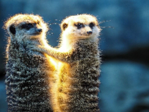 จิ๊กซอว์คู่ Meerkat  เกมออนไลน์